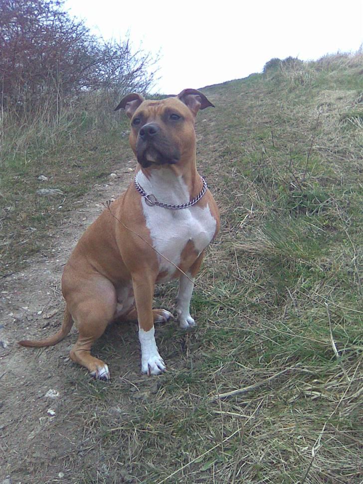 Amerikansk staffordshire terrier Amanda *Bobby sue* billede 6
