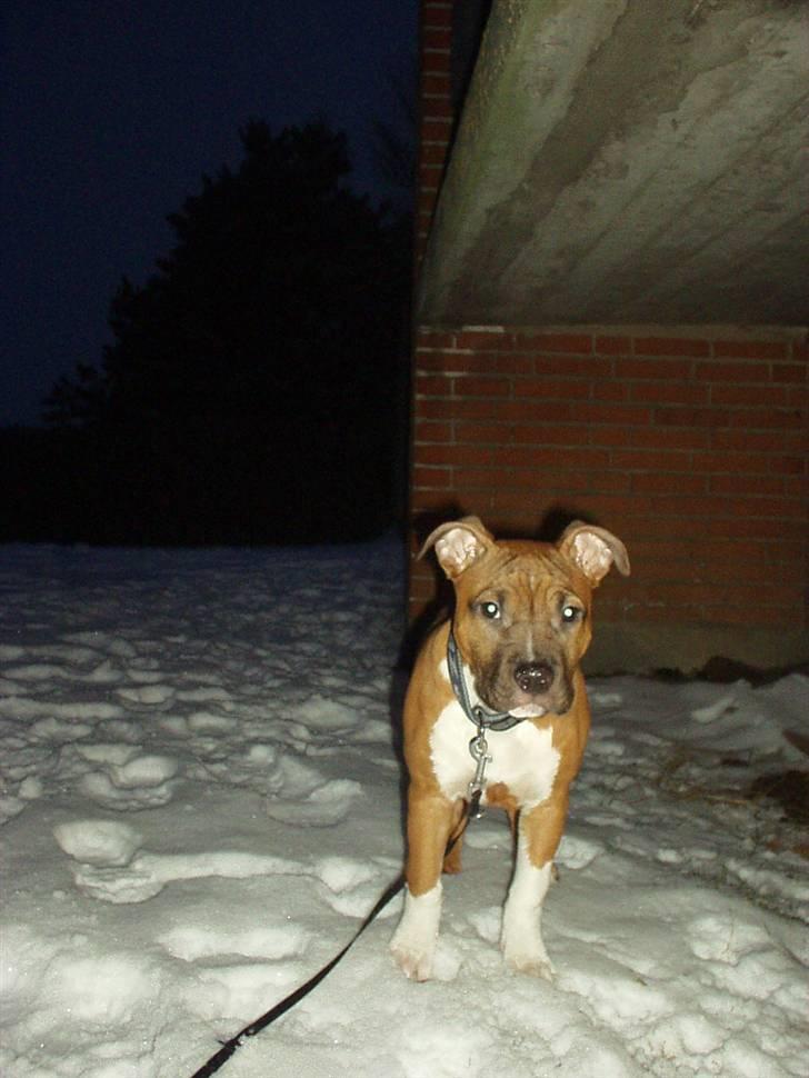 Amerikansk staffordshire terrier Amanda *Bobby sue* billede 7