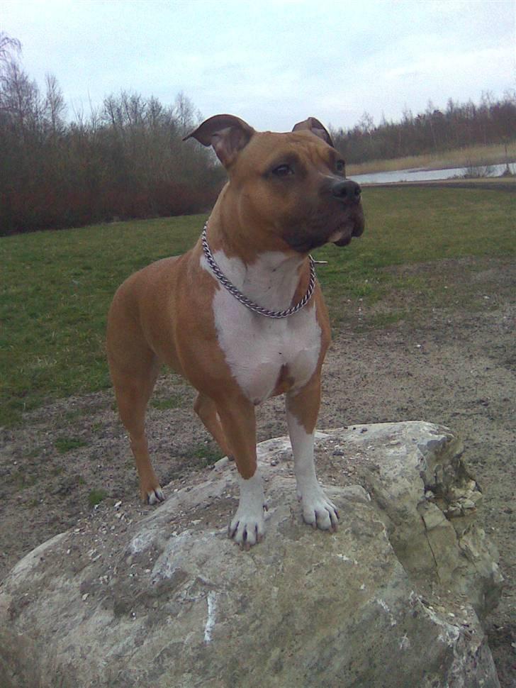 Amerikansk staffordshire terrier Amanda *Bobby sue* billede 8