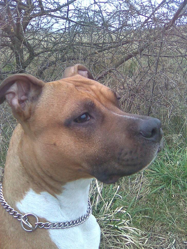 Amerikansk staffordshire terrier Amanda *Bobby sue* billede 9