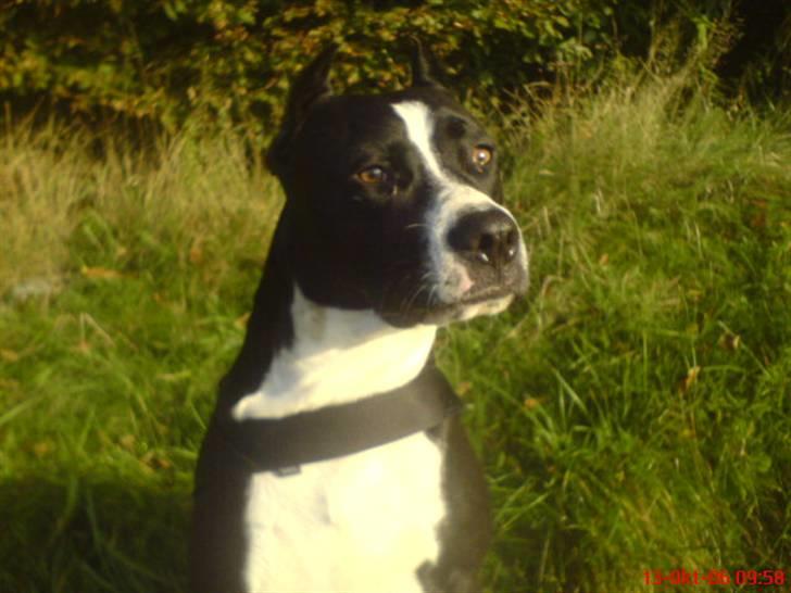 Amerikansk staffordshire terrier Malou (R.I.P.) billede 1