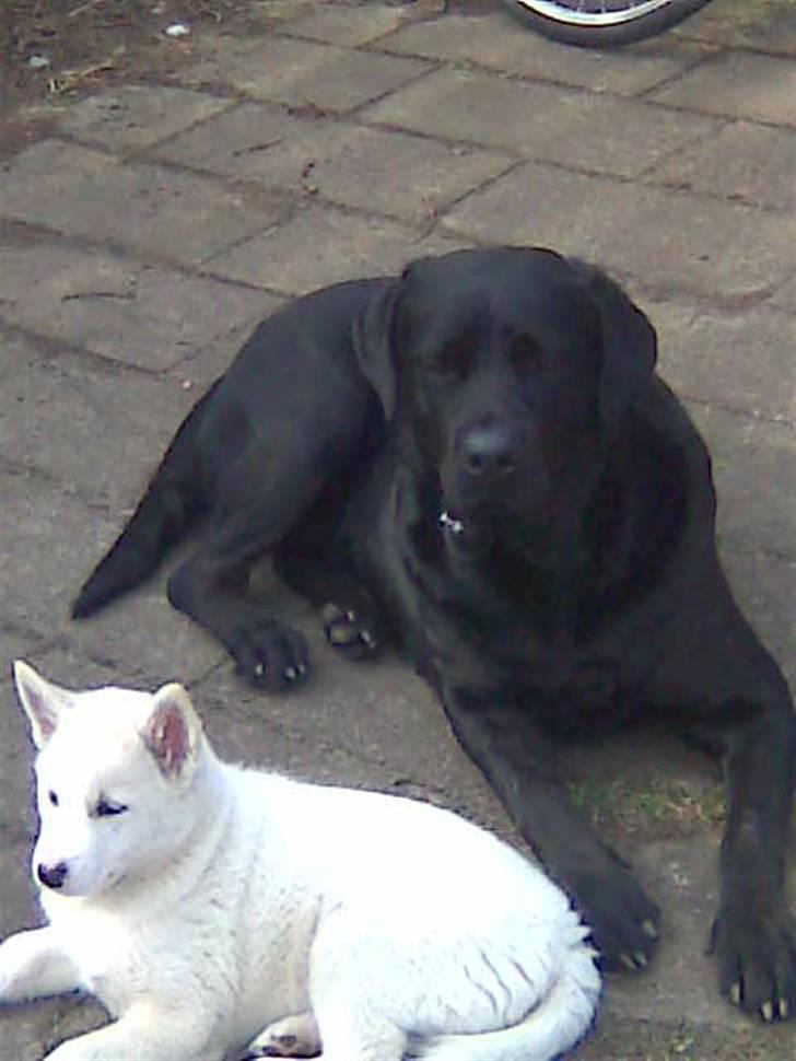 Blanding af racer Haja - Mig og min nye ven lille Lajka billede 7