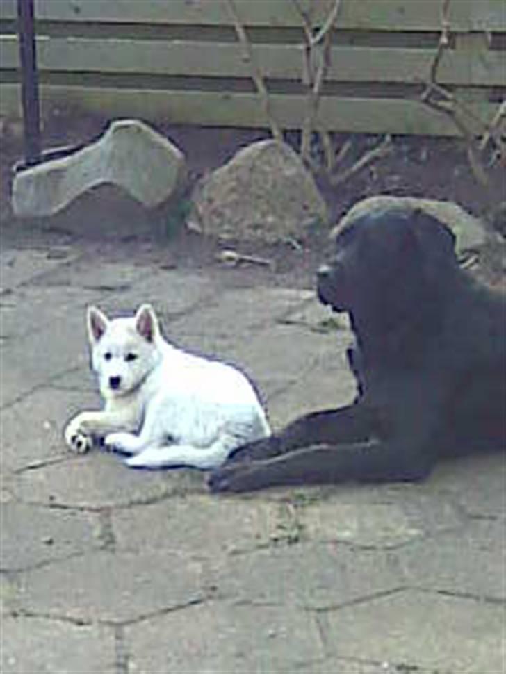 Blanding af racer Lajka - Jeg er rigtig glad for min nye ven Haja billede 7