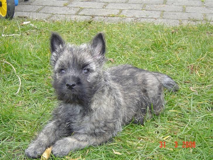 Cairn terrier Viktor billede 1
