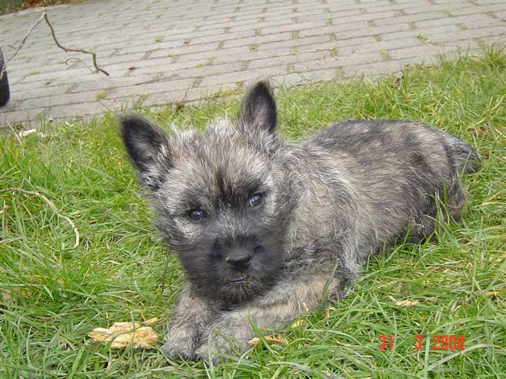 Cairn terrier Viktor billede 2