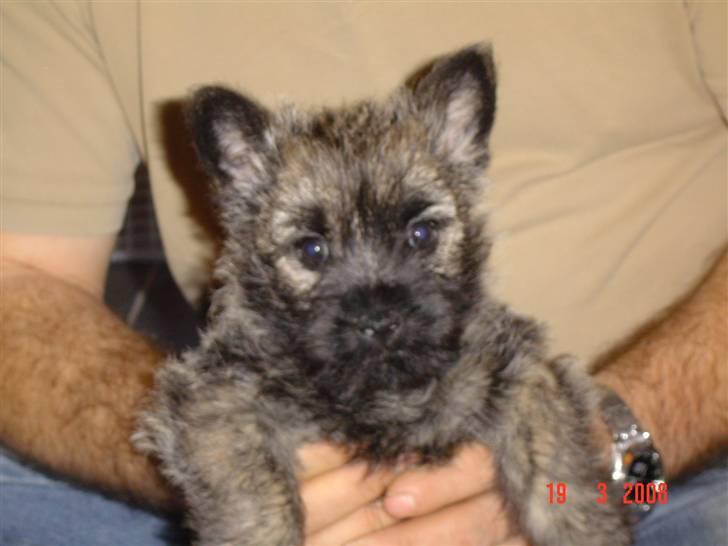 Cairn terrier Viktor billede 3
