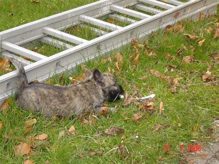 Cairn terrier Viktor billede 5