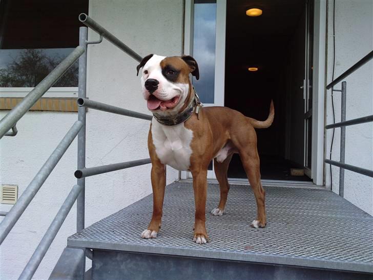 Blanding af racer Tjico - Tjico derhjemme billede 1