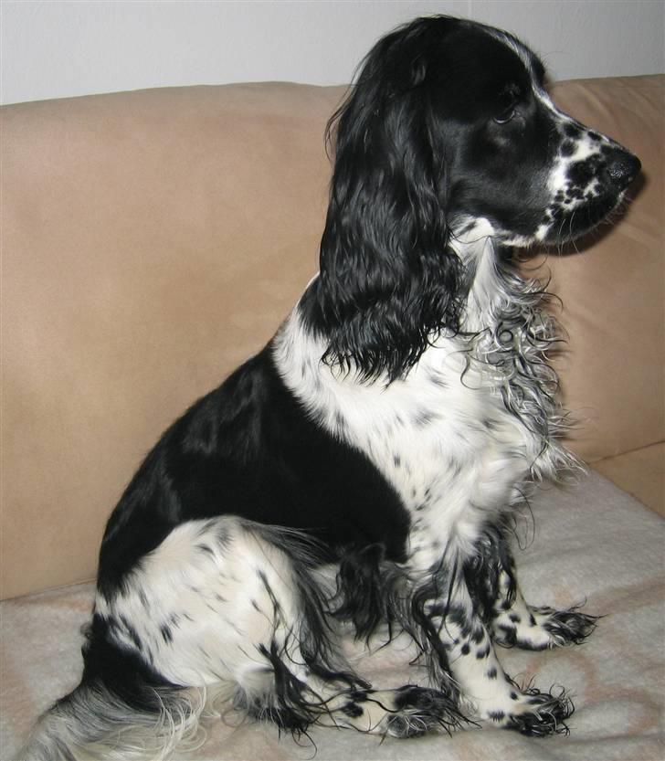 Cocker spaniel Sascha - Nu er jeg 10 Mdr. og trænger til en klipning billede 9