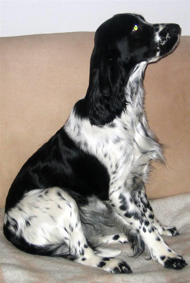 Cocker spaniel Sascha - Har været hos NUFORM.DK , jeg er blevet såå fin, de var rigtig dygtige til at klippe og trimme billede 10