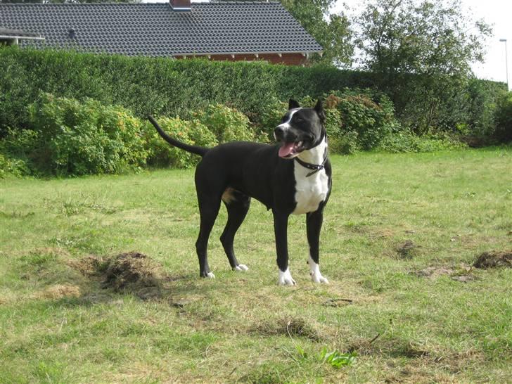 Amerikansk staffordshire terrier Malou (R.I.P.) billede 2