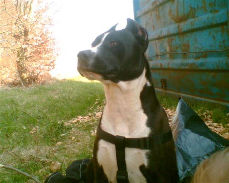 Amerikansk staffordshire terrier Malou (R.I.P.) billede 3