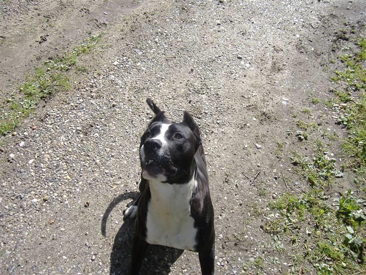 Amerikansk staffordshire terrier Malou (R.I.P.) billede 4