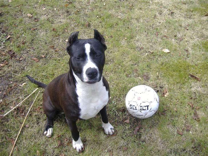 Amerikansk staffordshire terrier Malou (R.I.P.) billede 5