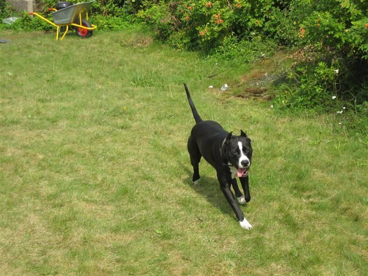 Amerikansk staffordshire terrier Malou (R.I.P.) billede 6