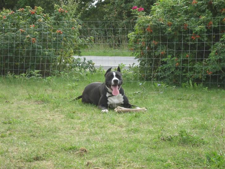 Amerikansk staffordshire terrier Malou (R.I.P.) billede 7