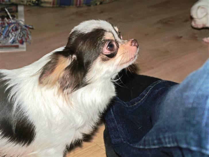 Chihuahua Quinie - hej mor billede 7