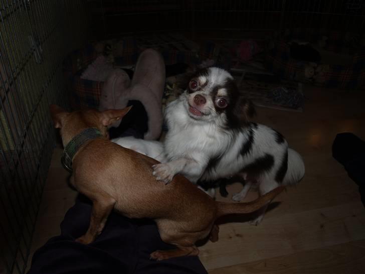 Chihuahua Quinie - sjove QUinie billede 8