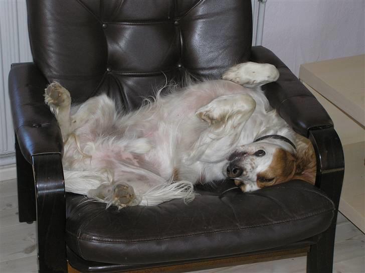 Blanding af racer Bilbo - Et af Bilbos MÆRKELIGE sovestillinger :P billede 1