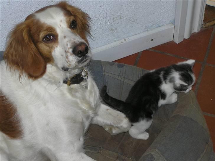 Blanding af racer Bilbo billede 2