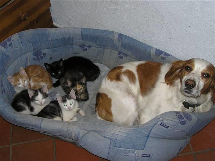 Blanding af racer Bilbo - Bilbo med vores kuld killinger fra 07 :P billede 3