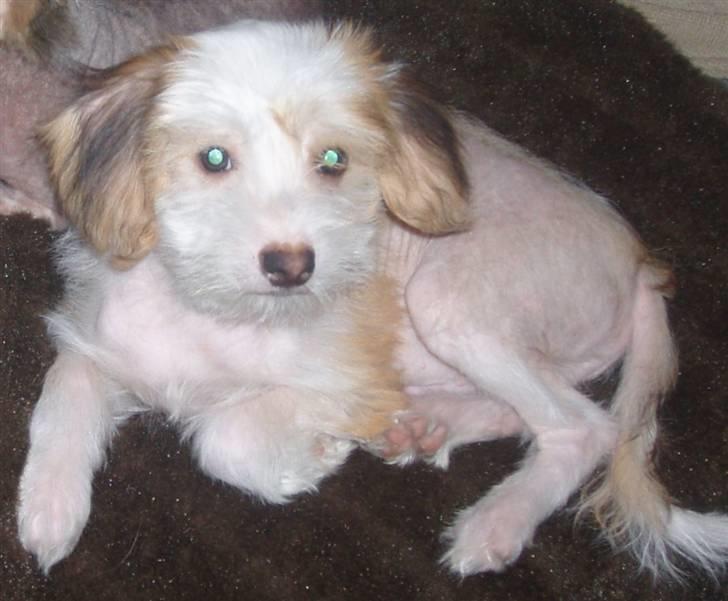 Chinese crested hårløs Futte - Jep det er mig der hedder Futte billede 1