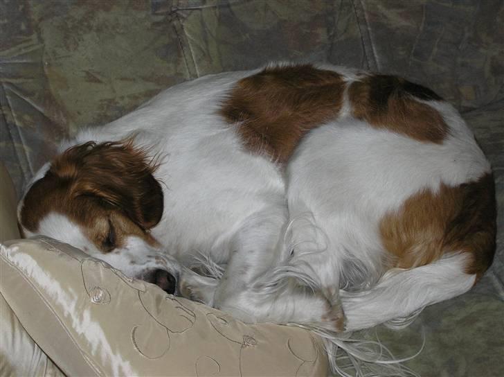 Blanding af racer Bilbo - Snoork snoork :P billede 5