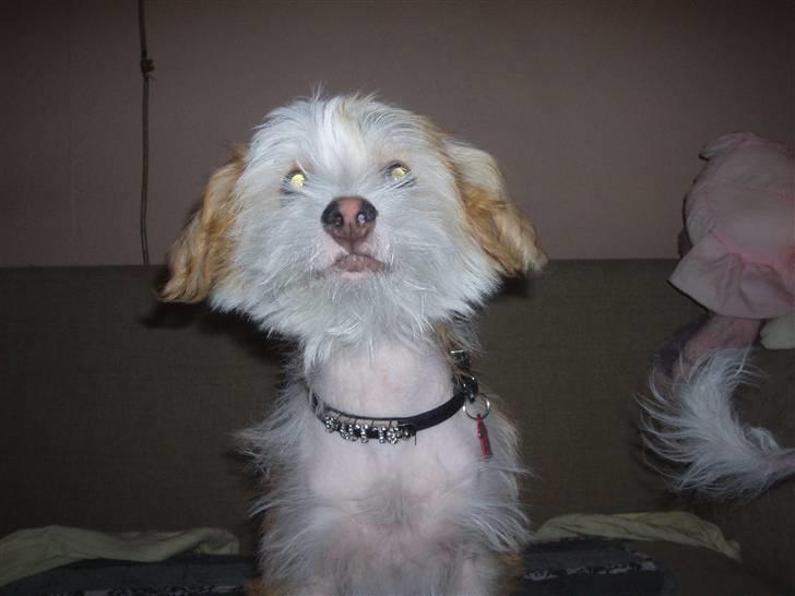 Chinese crested hårløs Futte - Se mit nye halsbånd billede 2