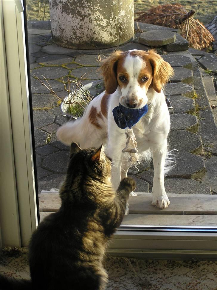 Blanding af racer Bilbo - Bilbo der ikke kan komme ind og blir mobbet af vores kat :P billede 6