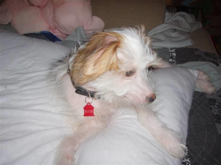 Chinese crested hårløs Futte - Min mor kan slet ikke få øjnene fra mig, selvom der er en go´ film ;0) billede 3