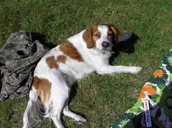 Blanding af racer Bilbo - En dejlig sommerdag i sommerhus :P guf billede 7