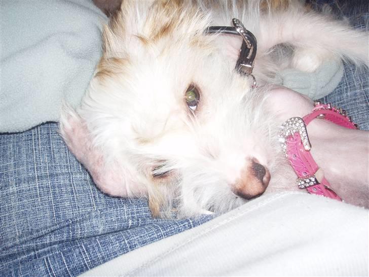 Chinese crested hårløs Futte - man kan godt blive træt at al det tagen billeder billede 4