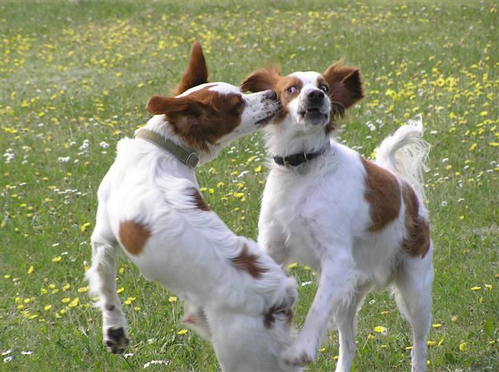 Blanding af racer Bilbo - Bilbo der leger med Bretonen Columbo :) billede 8