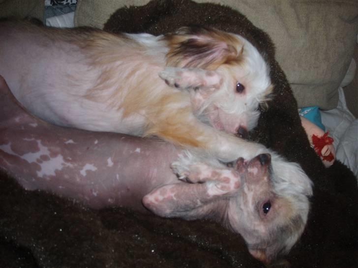 Chinese crested hårløs Futte - Futte og Fregne har lige lidt quallity time billede 5