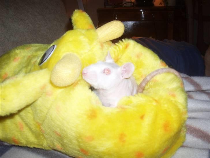 Chinese crested hårløs Futte - Her er søvnig som bor sammen med Futte billede 6