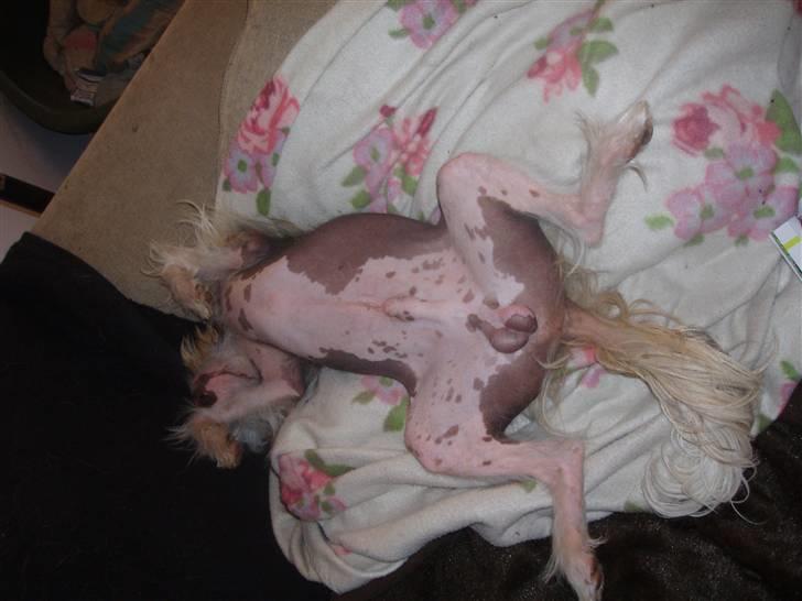 Chinese crested hårløs Futte - Så er det siesta ;0) billede 7