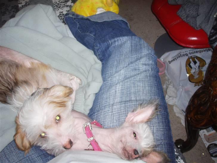 Chinese crested hårløs Futte - er hun ikke smuk??? hun er min billede 8