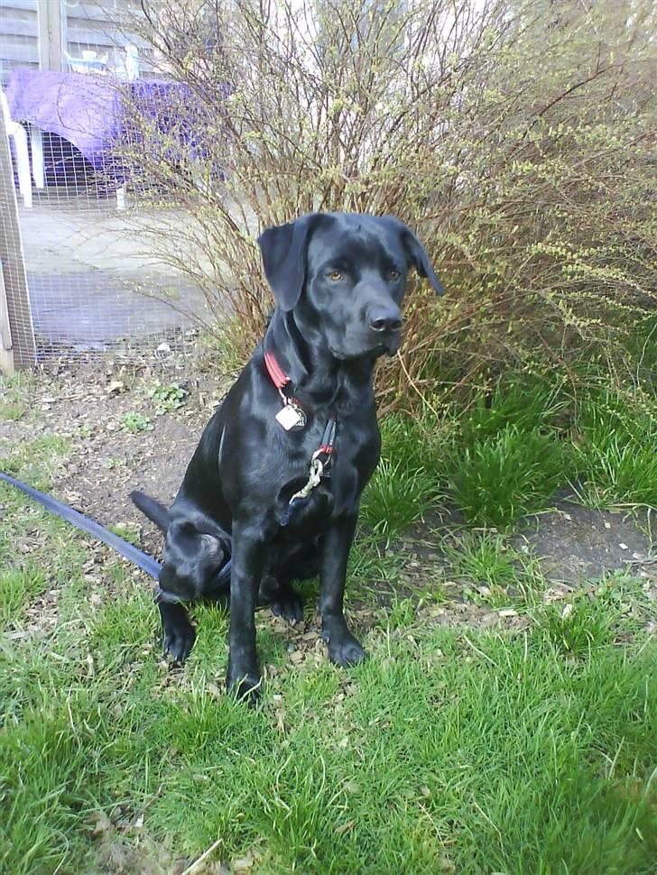 Labrador retriever Rofus <3Kærestens & min<3 billede 11