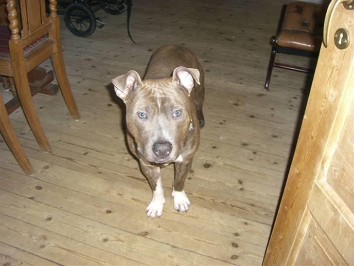 Amerikansk staffordshire terrier Kenzo billede 10