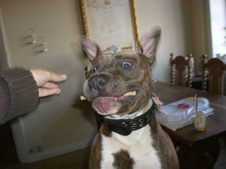 Amerikansk staffordshire terrier Kenzo billede 11