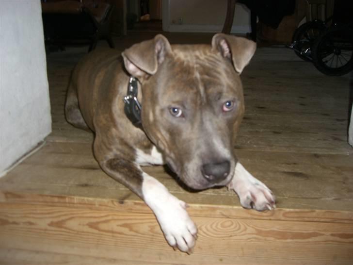 Amerikansk staffordshire terrier Kenzo billede 12