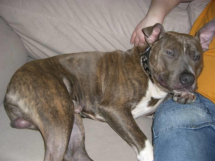 Amerikansk staffordshire terrier Kenzo billede 13