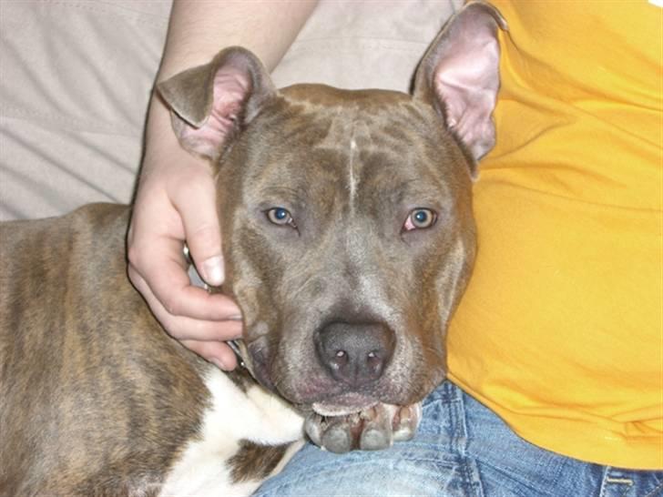 Amerikansk staffordshire terrier Kenzo billede 14