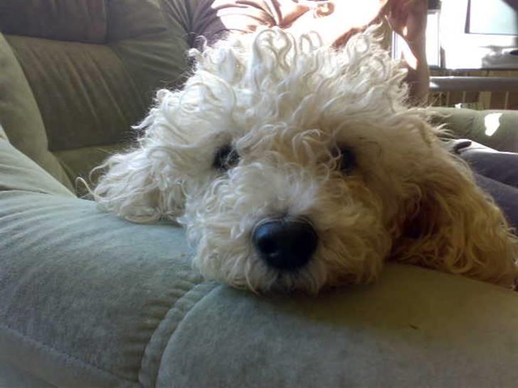 Blanding af racer Tulle billede 6