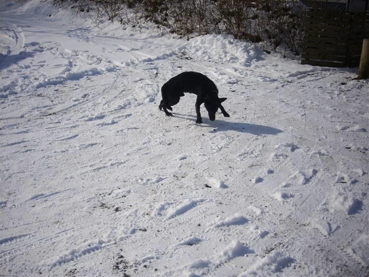 Blanding af racer Micki billede 11