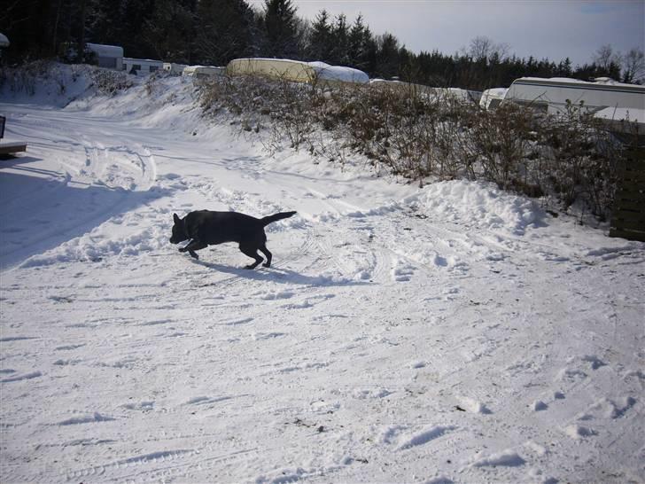 Blanding af racer Micki billede 12