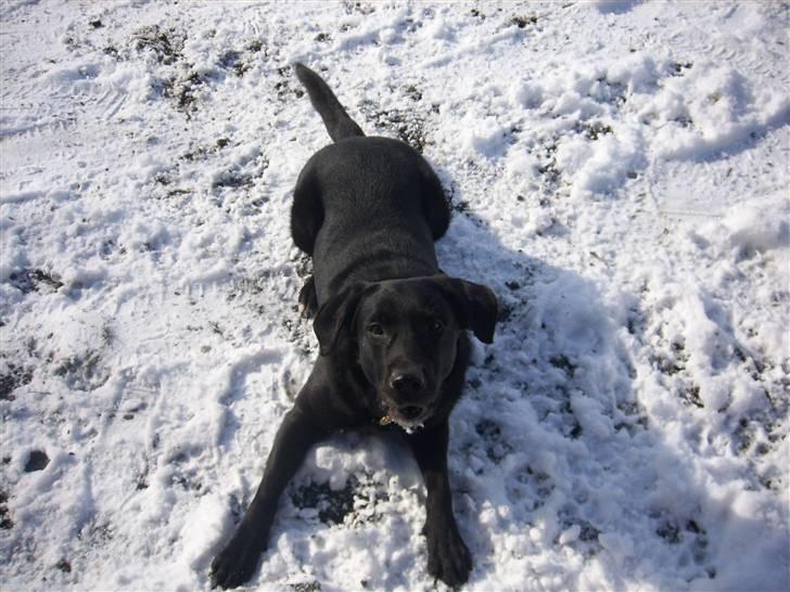 Blanding af racer Micki - kom nu med den snebold billede 13