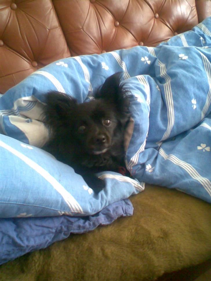 Pomeranian Chippo (R.I.P) billede 15