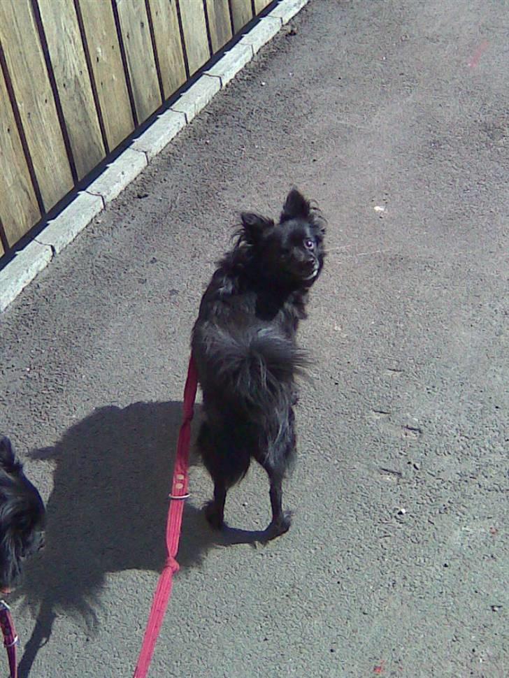 Pomeranian Chippo (R.I.P) billede 16