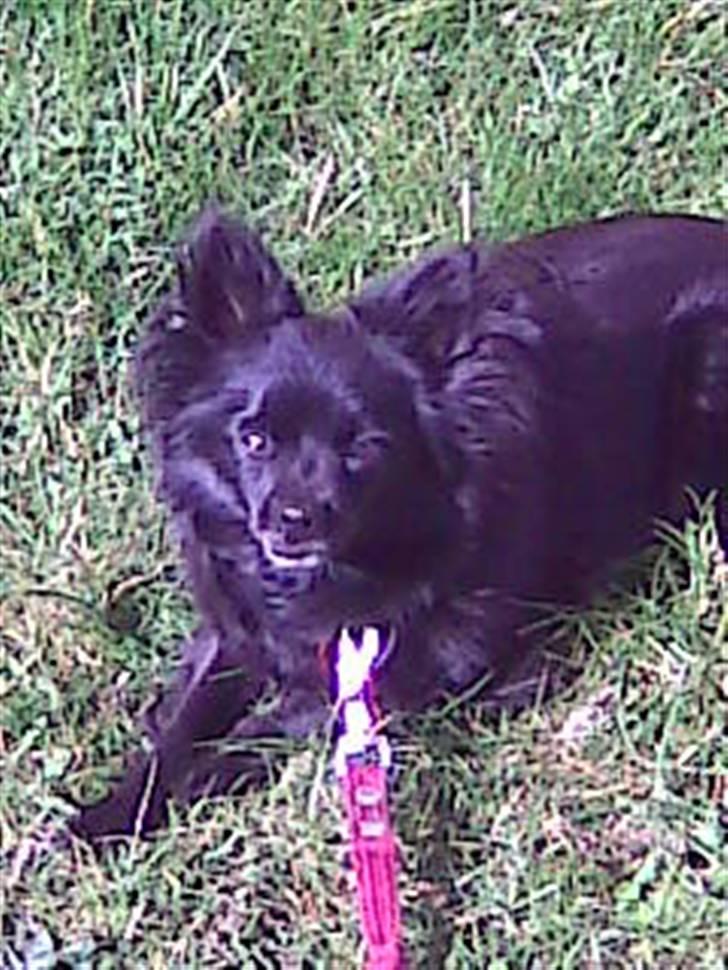 Pomeranian Chippo (R.I.P) billede 17